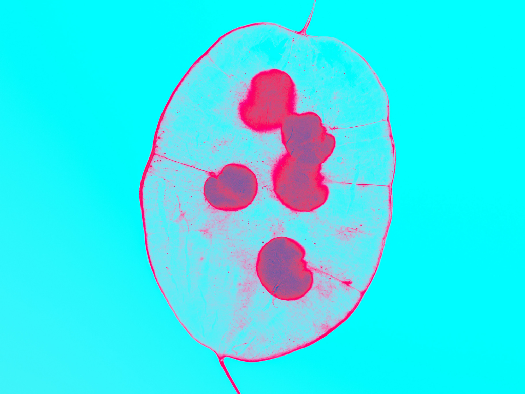 How Taenka Supports Mitochondrial Function