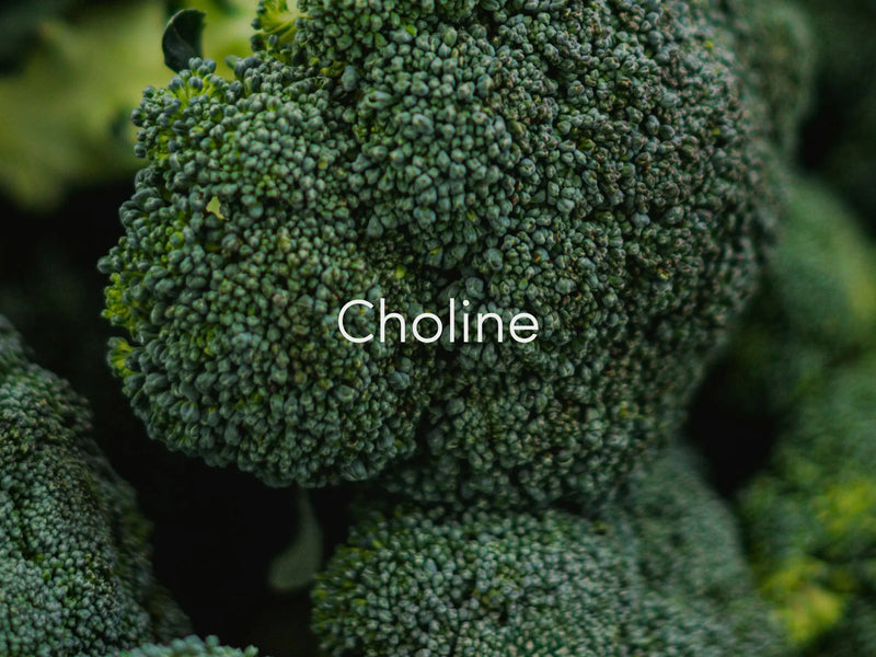 Choline for Brain Health – Memory, Focus & Cognition